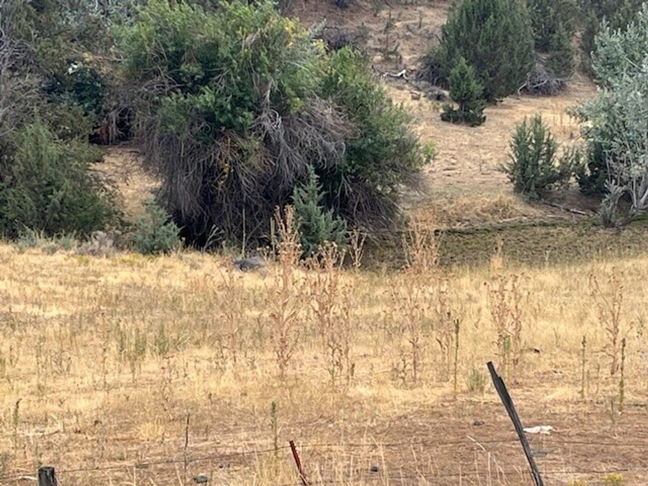 Thomas Ranch, Mitchell, OR