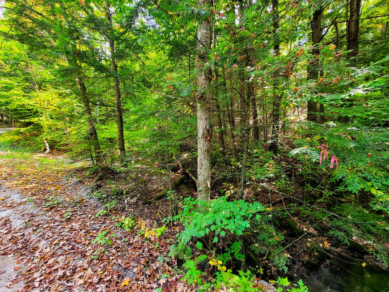 Listing Image 64