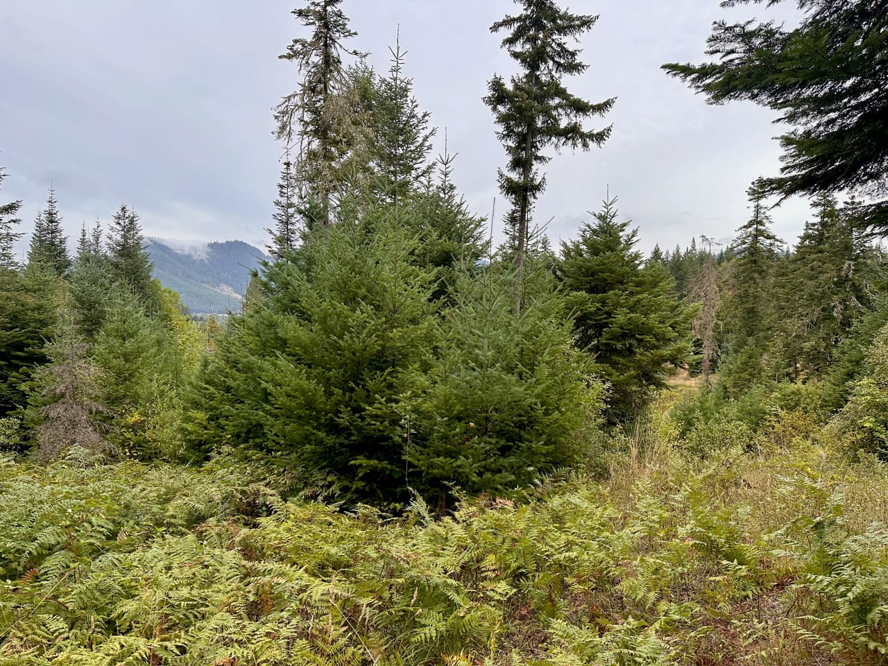Listing Image 71