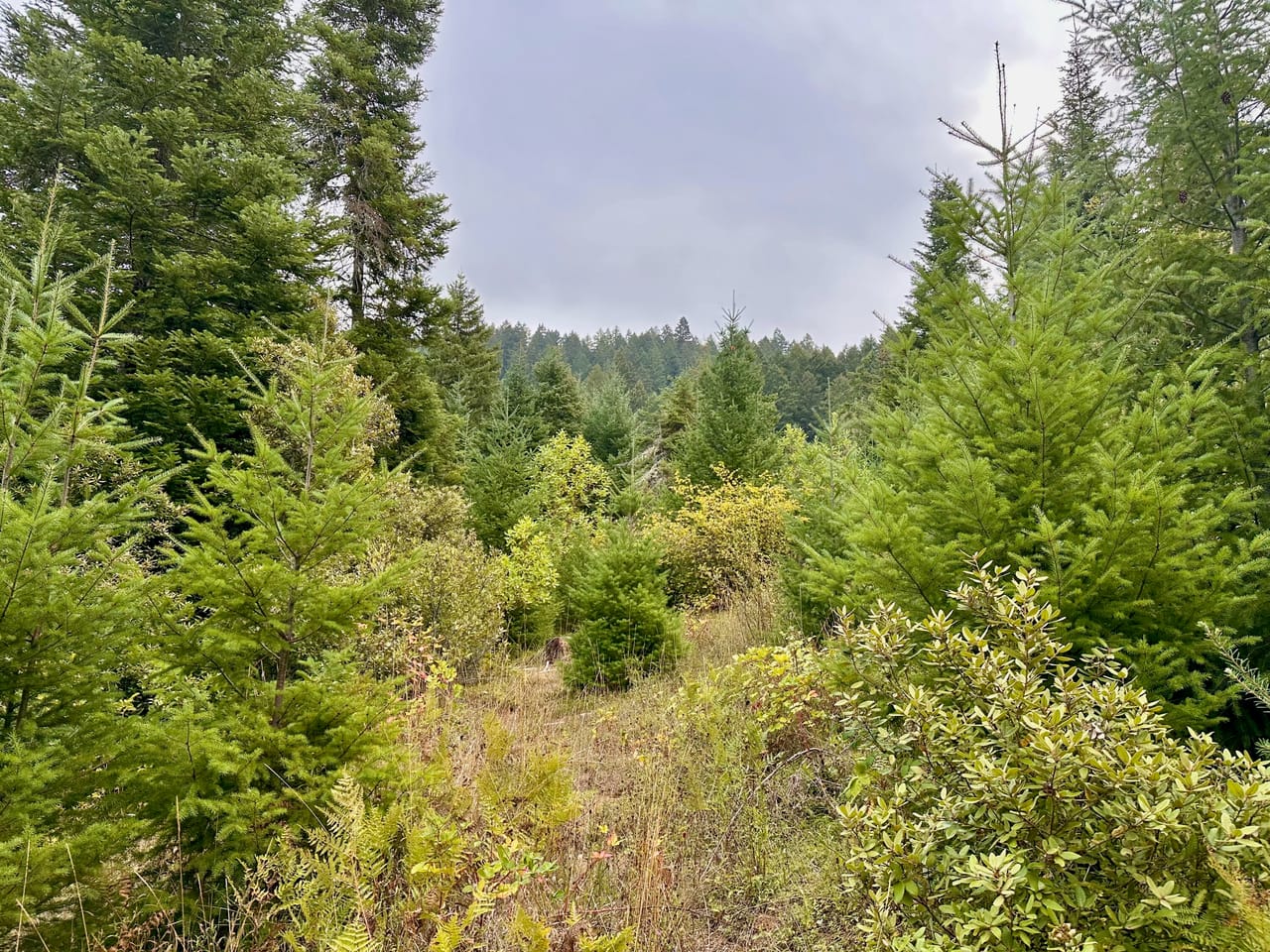 Listing Image 74