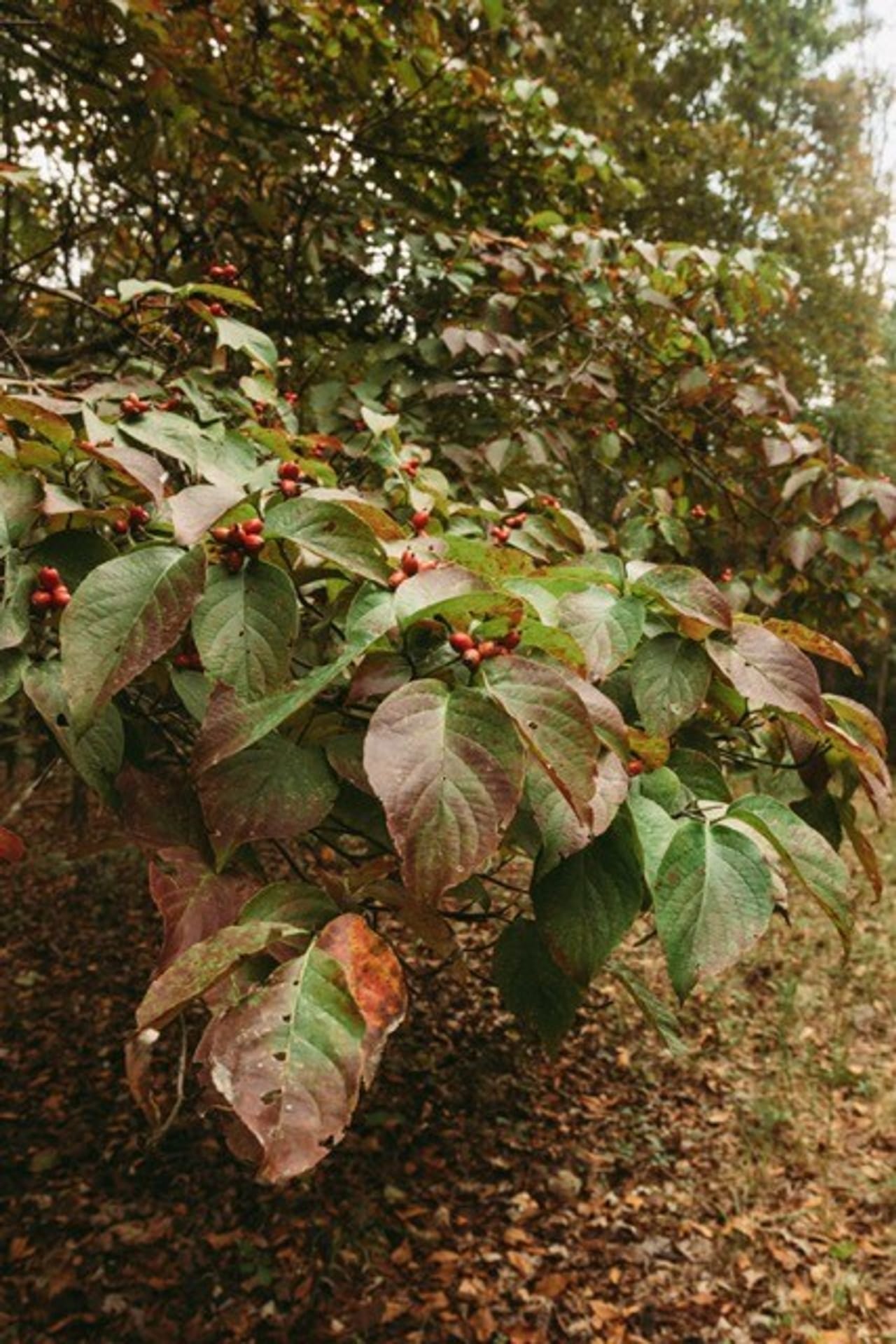 Listing Image 4