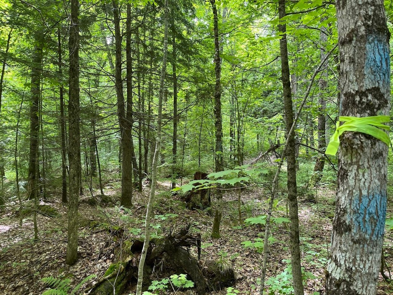 Listing Image 46