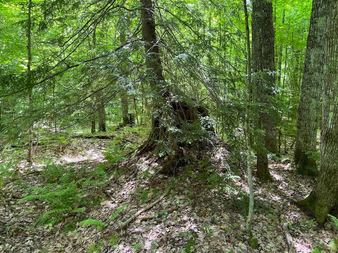 Listing Image 51