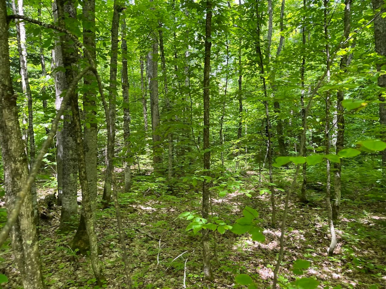 Listing Image 58