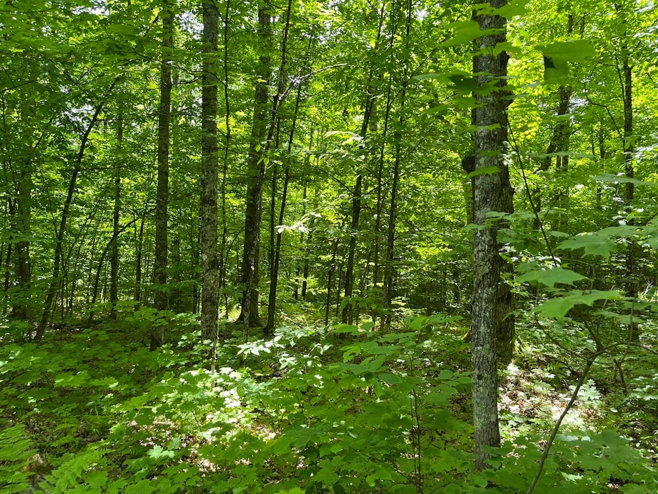 Listing Image 66