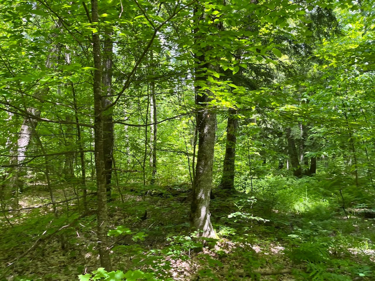 Listing Image 73