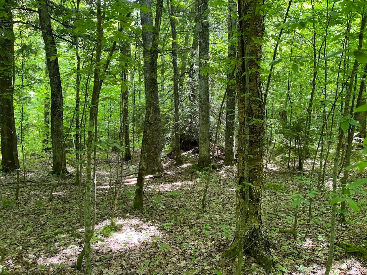 Listing Image 74