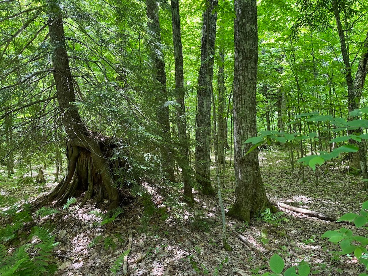 Listing Image 5