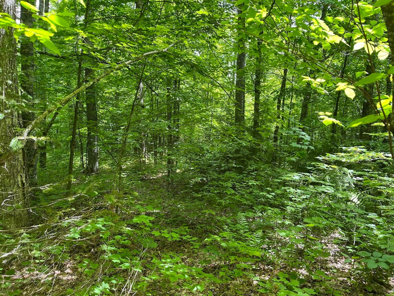 Listing Image 7