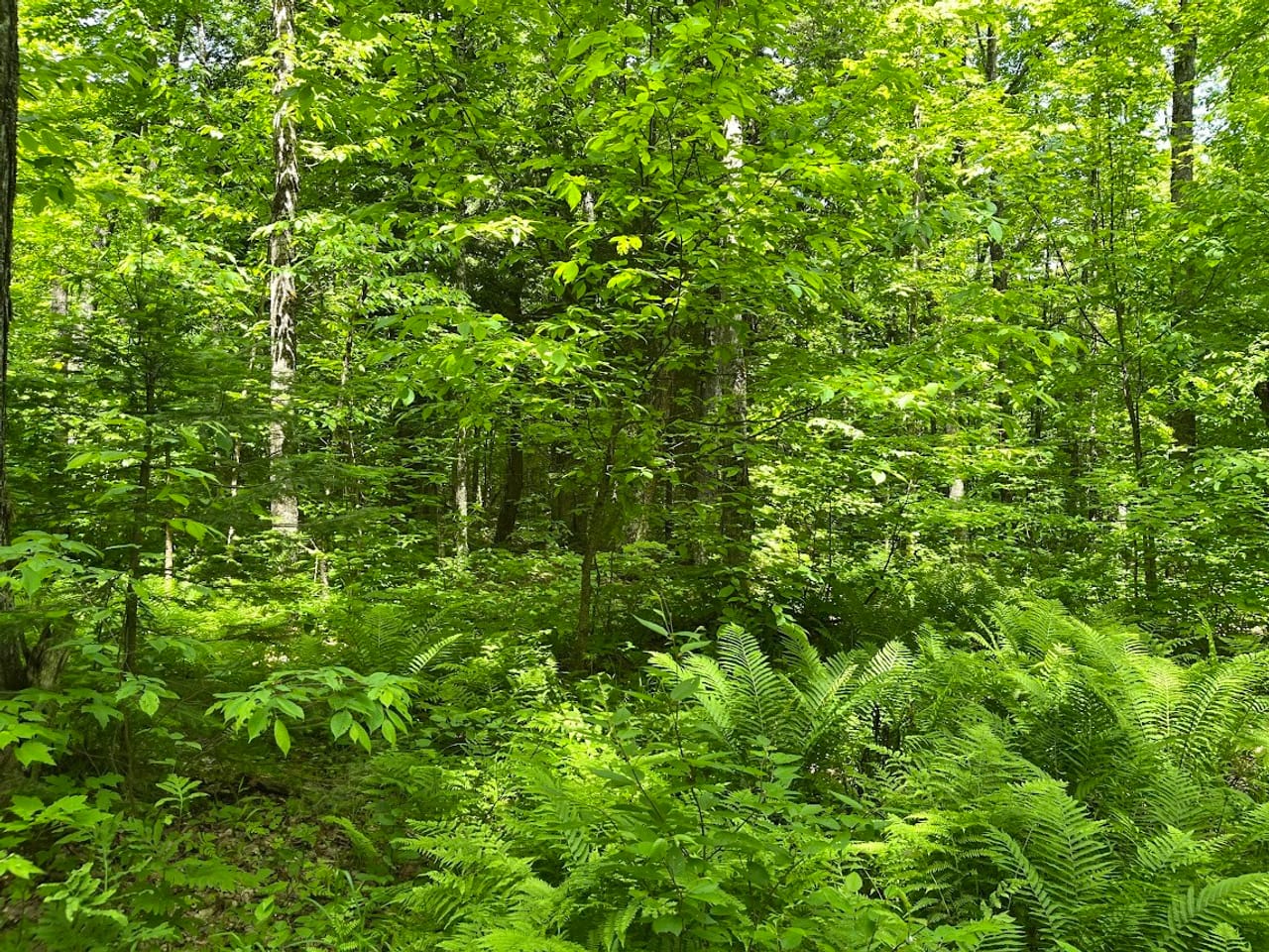 Listing Image 12