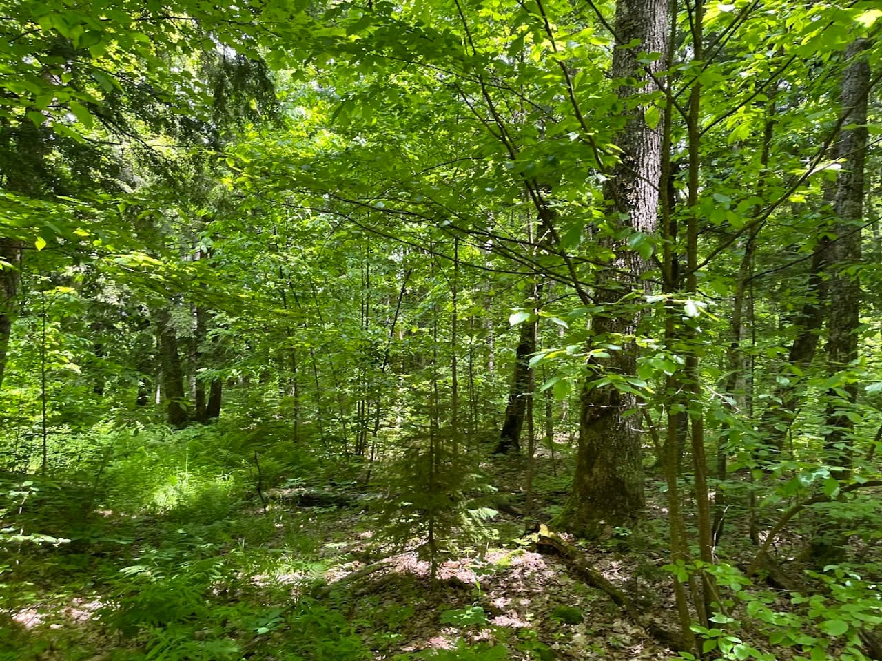 Listing Image 19