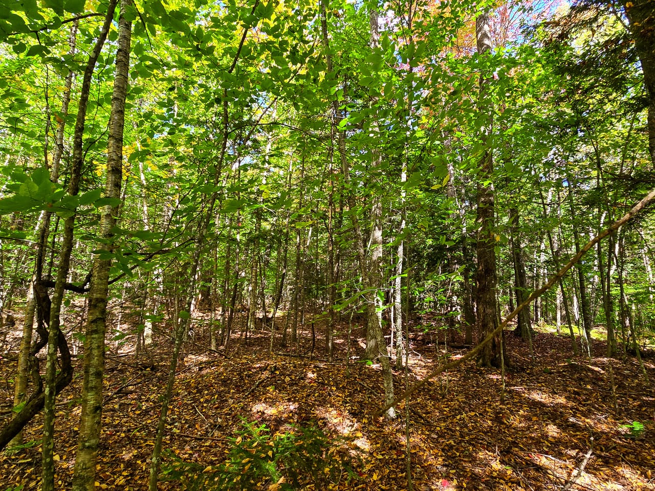 Listing Image 11