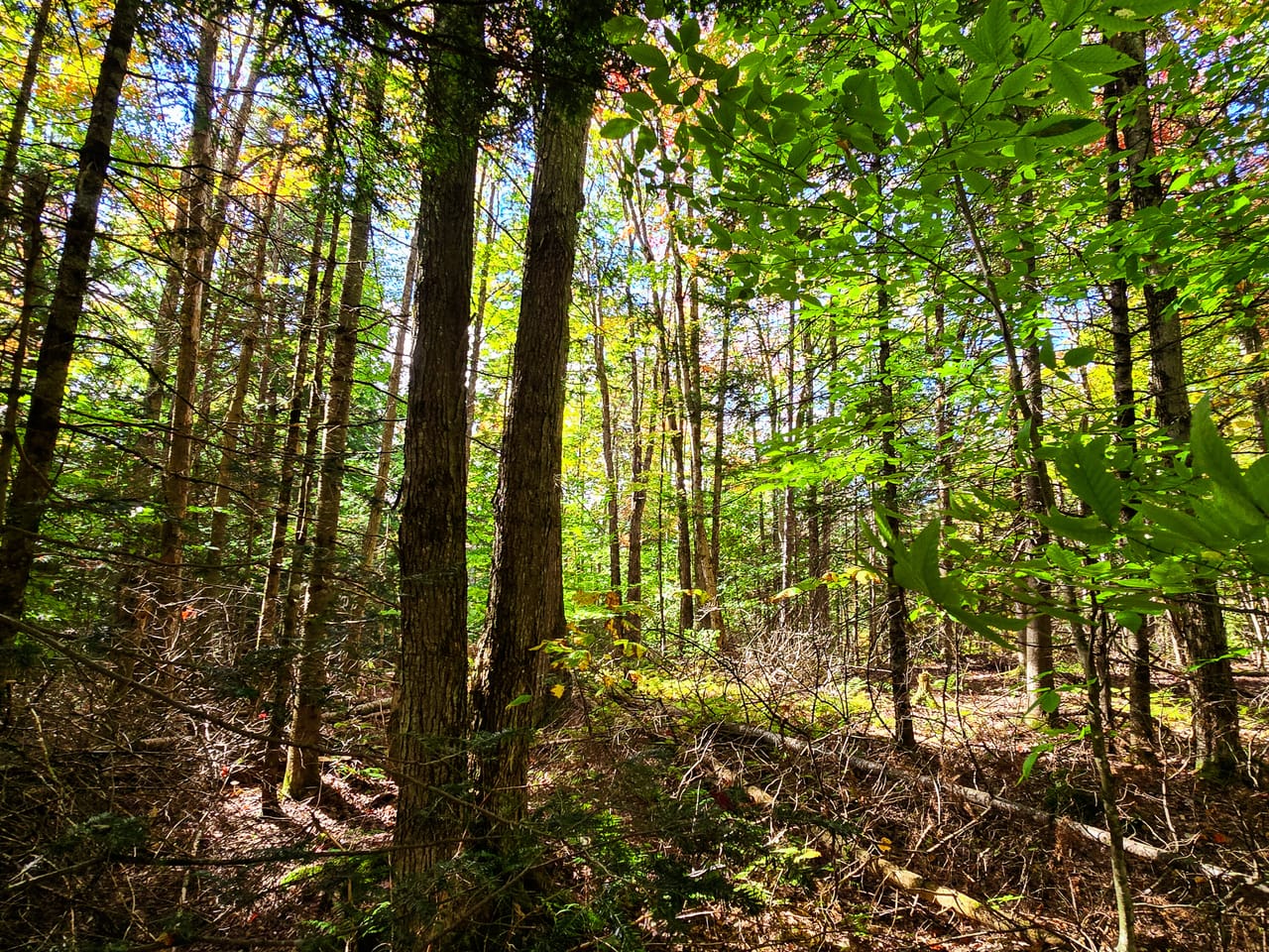 Listing Image 15