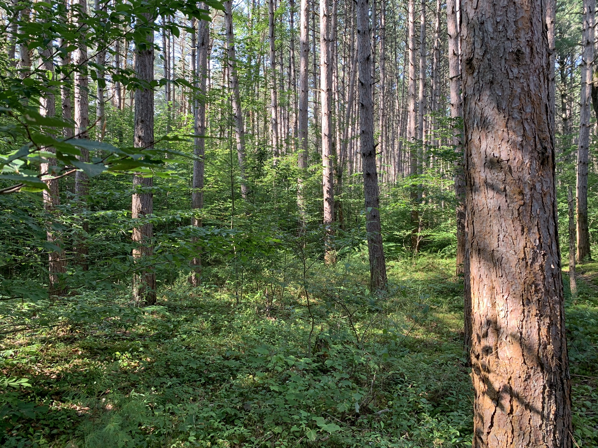 Middle Branch of the Oswegatchie