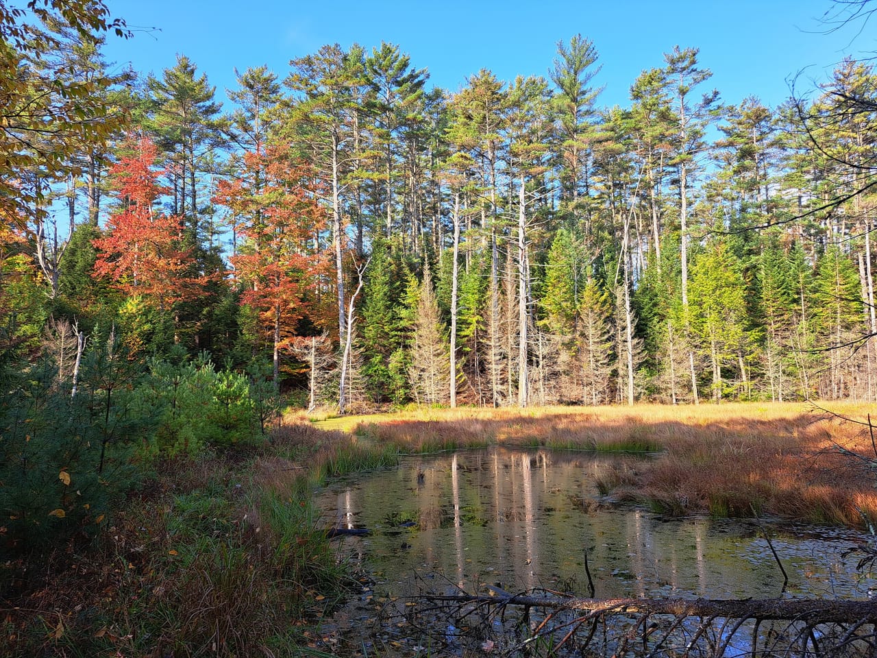 Listing Image 5
