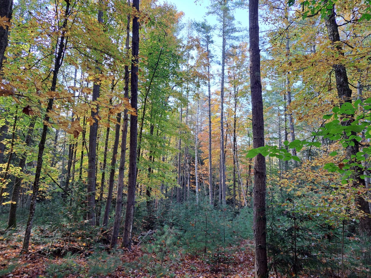 Listing Image 52