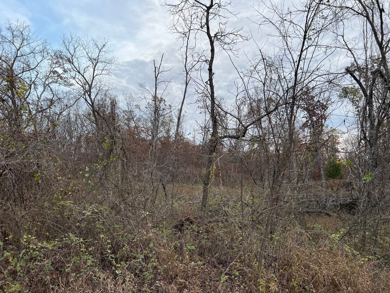 Partridge Woods
