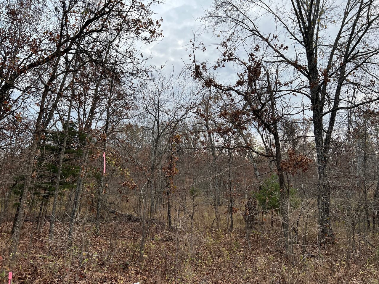 Partridge Woods