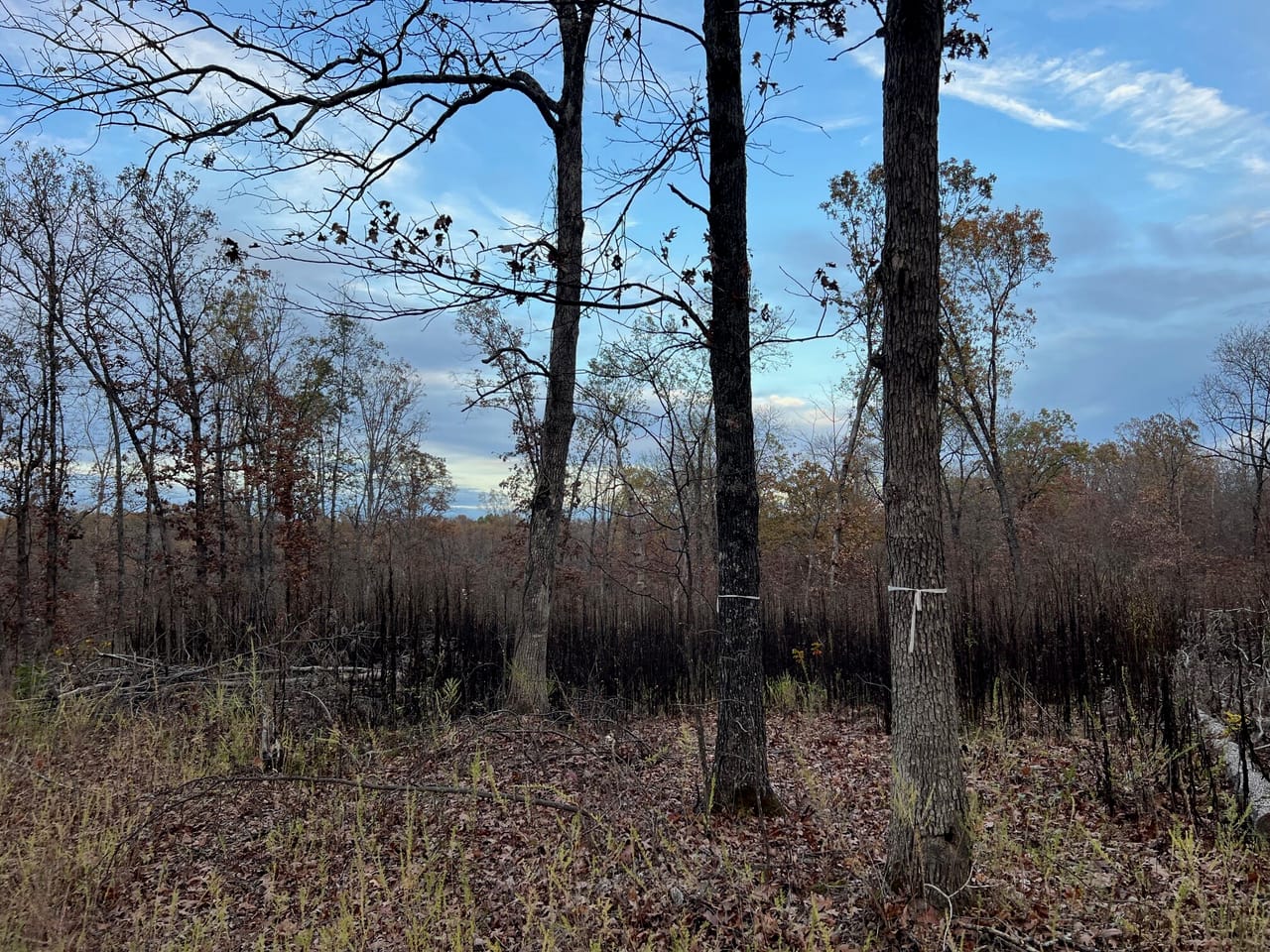 Partridge Woods