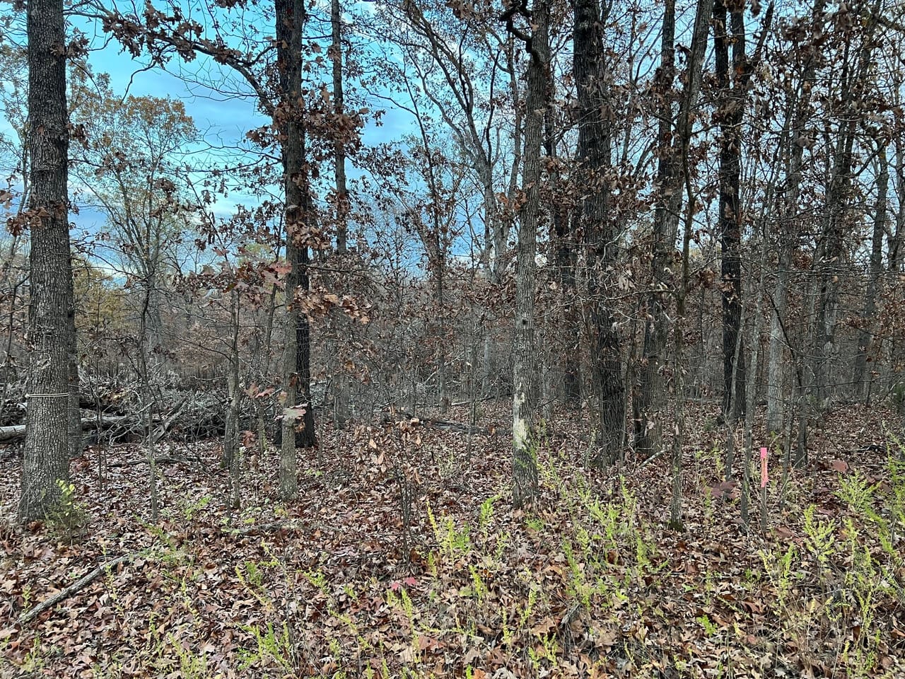 Partridge Woods
