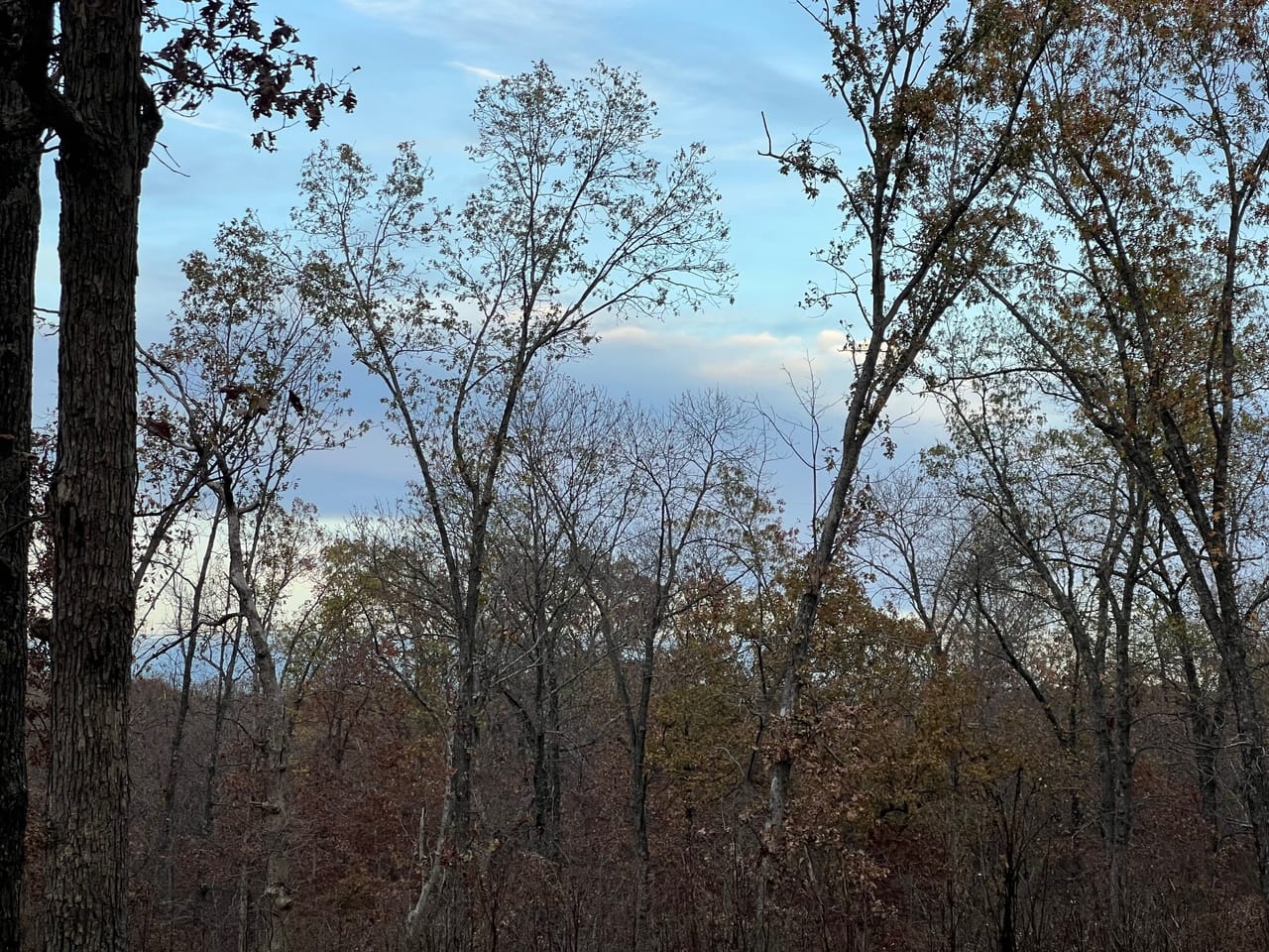 Partridge Woods