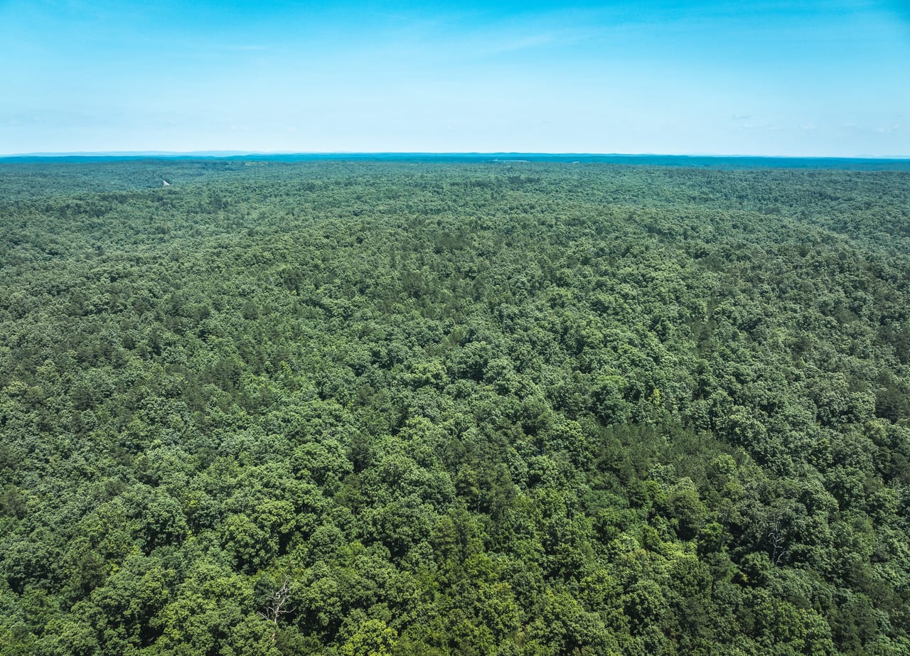 Land & Timber 38