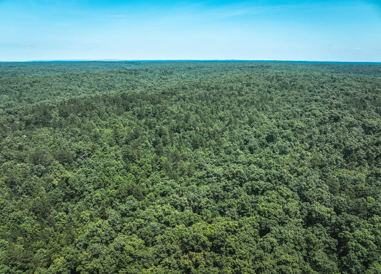Land & Timber 38
