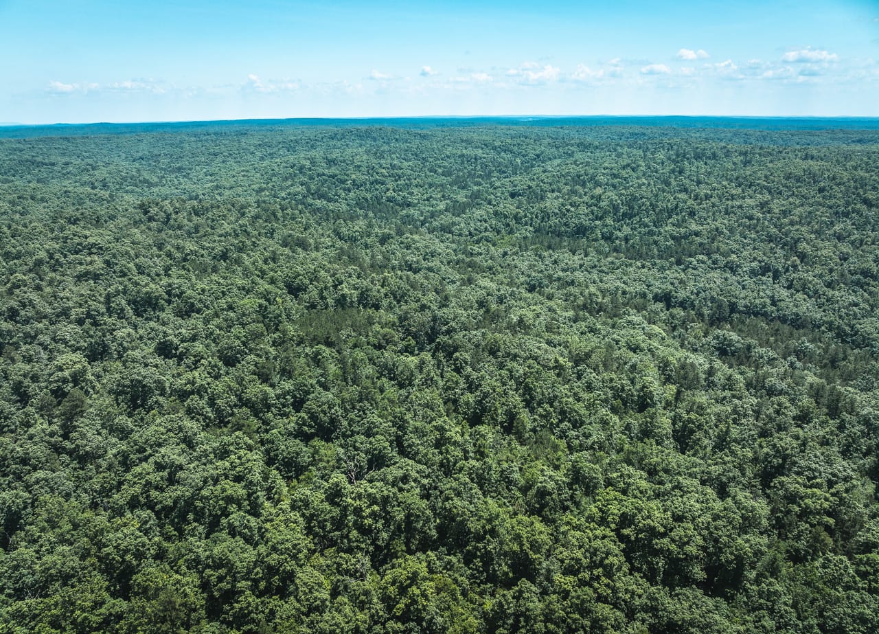 Land & Timber 38