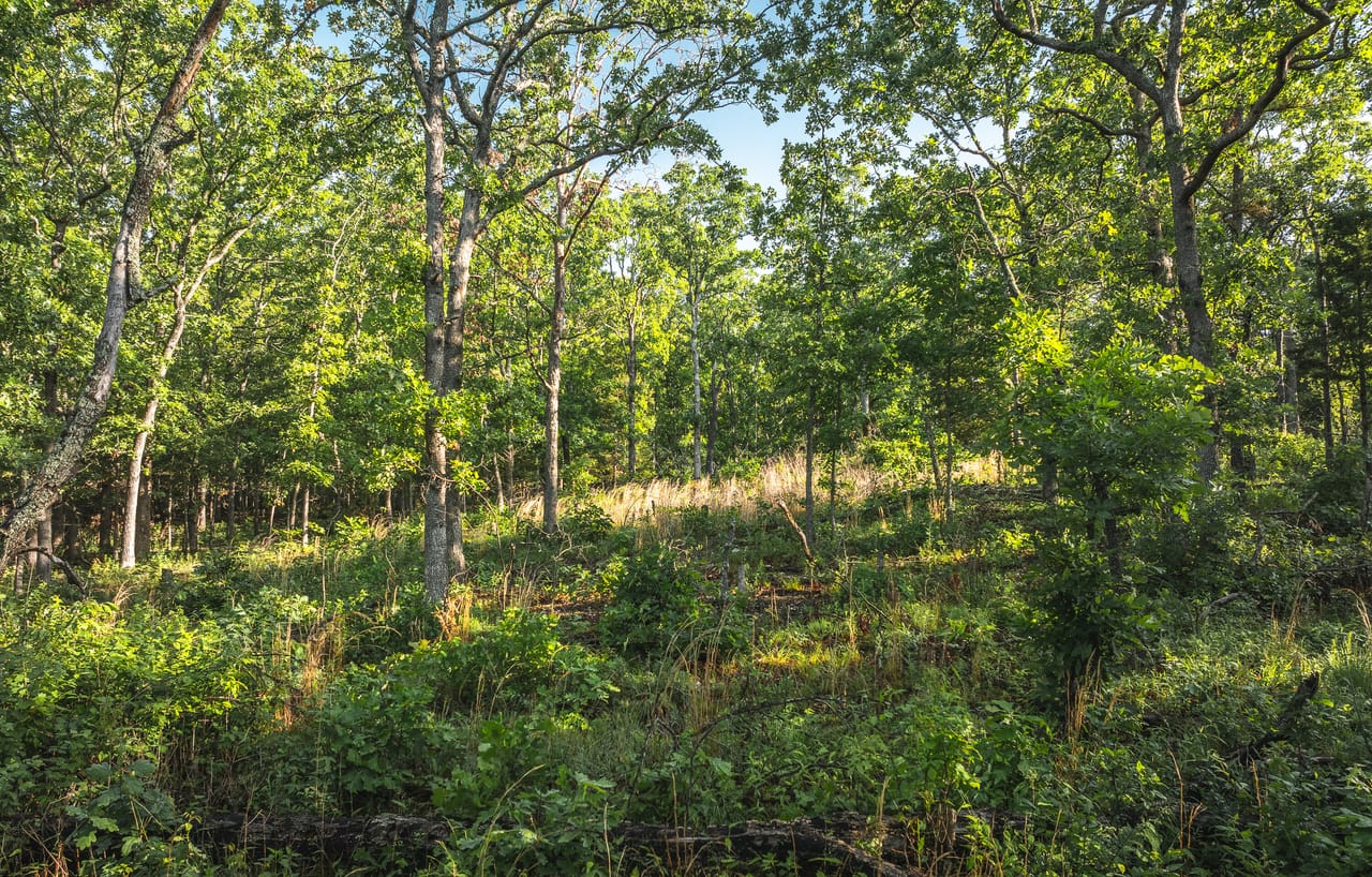 Listing Image 91
