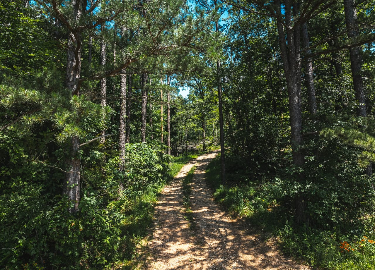 Land & Timber 49