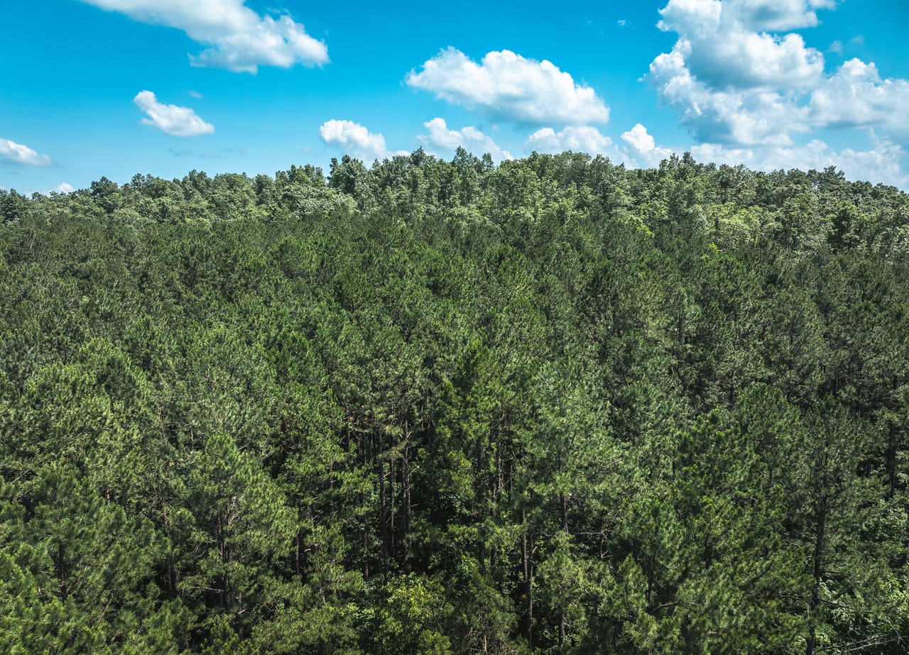 Land & Timber 27