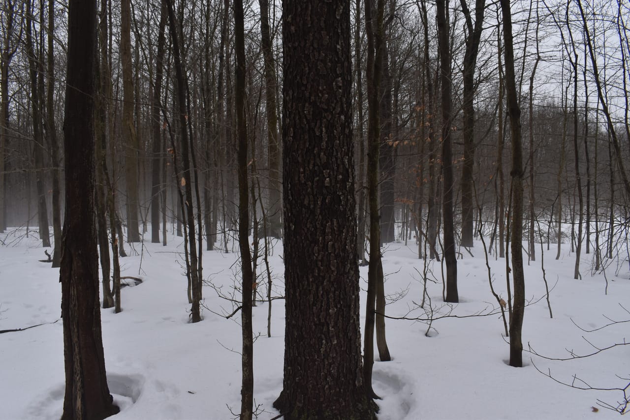 Harris Hill Lot 1