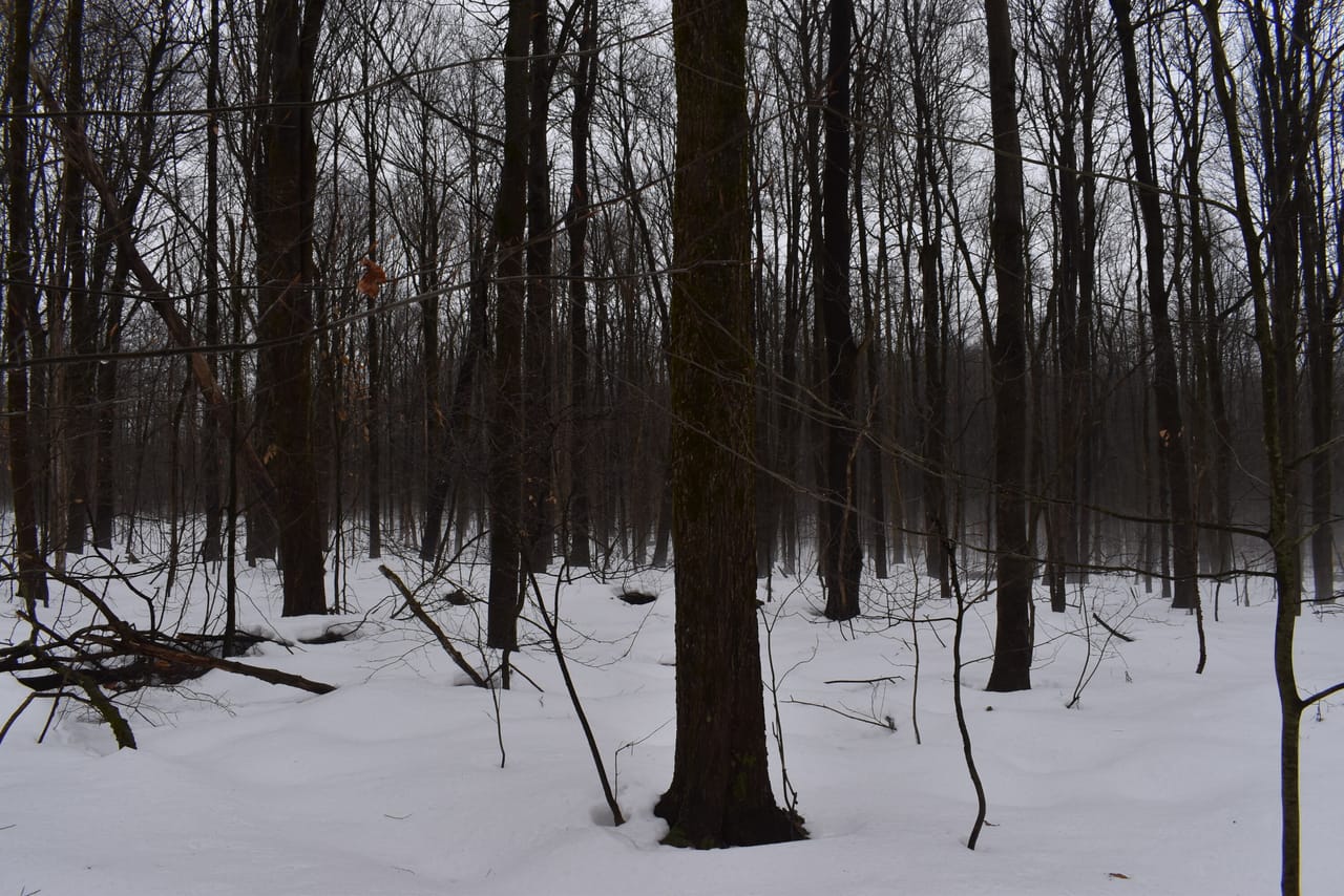Harris Hill Lot 1