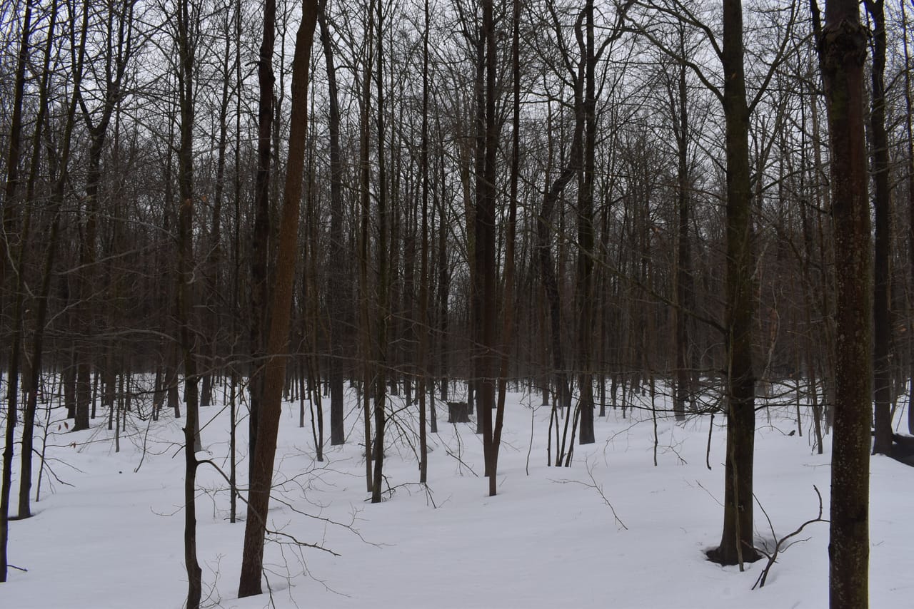 Harris Hill Lot 1