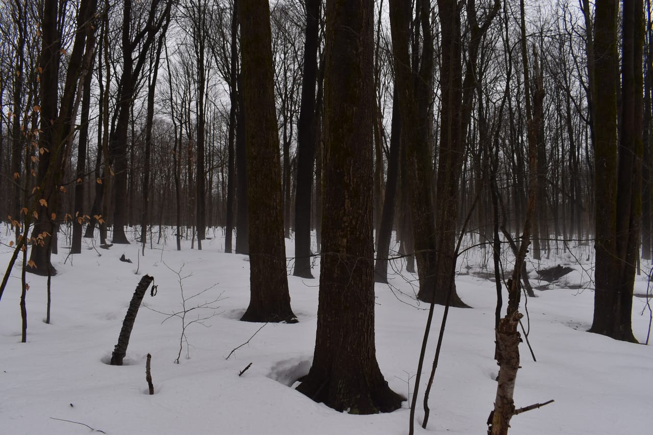 Harris Hill Lot 1