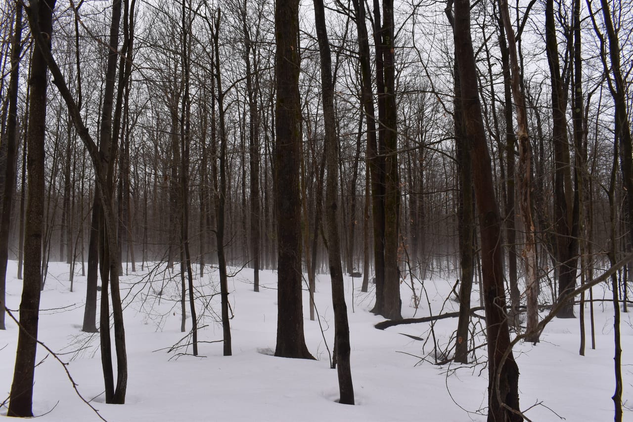 Harris Hill Lot 1