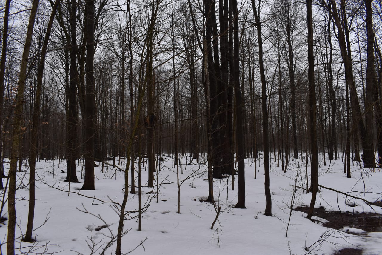 Harris Hill Lot 1
