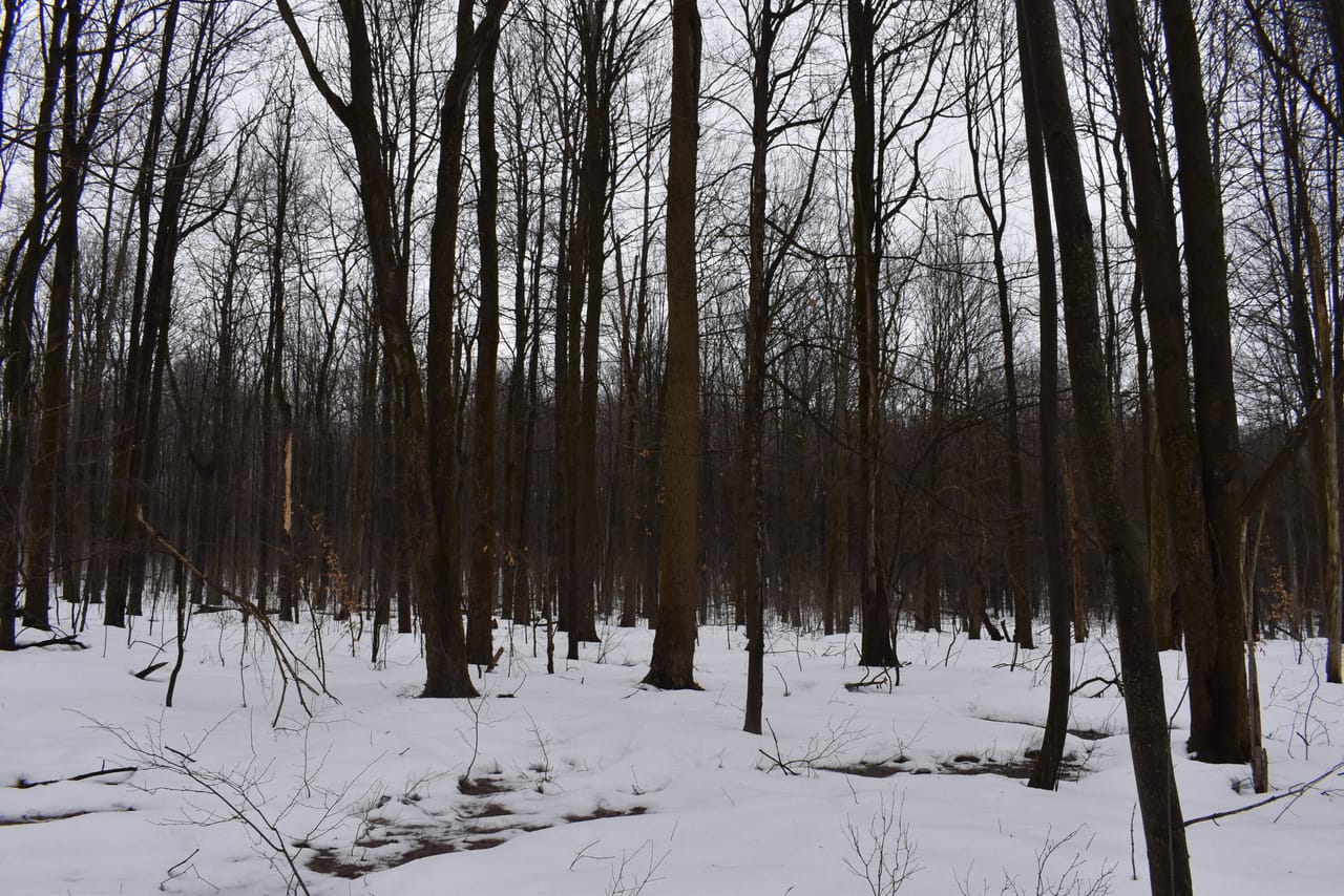 Harris Hill Lot 1