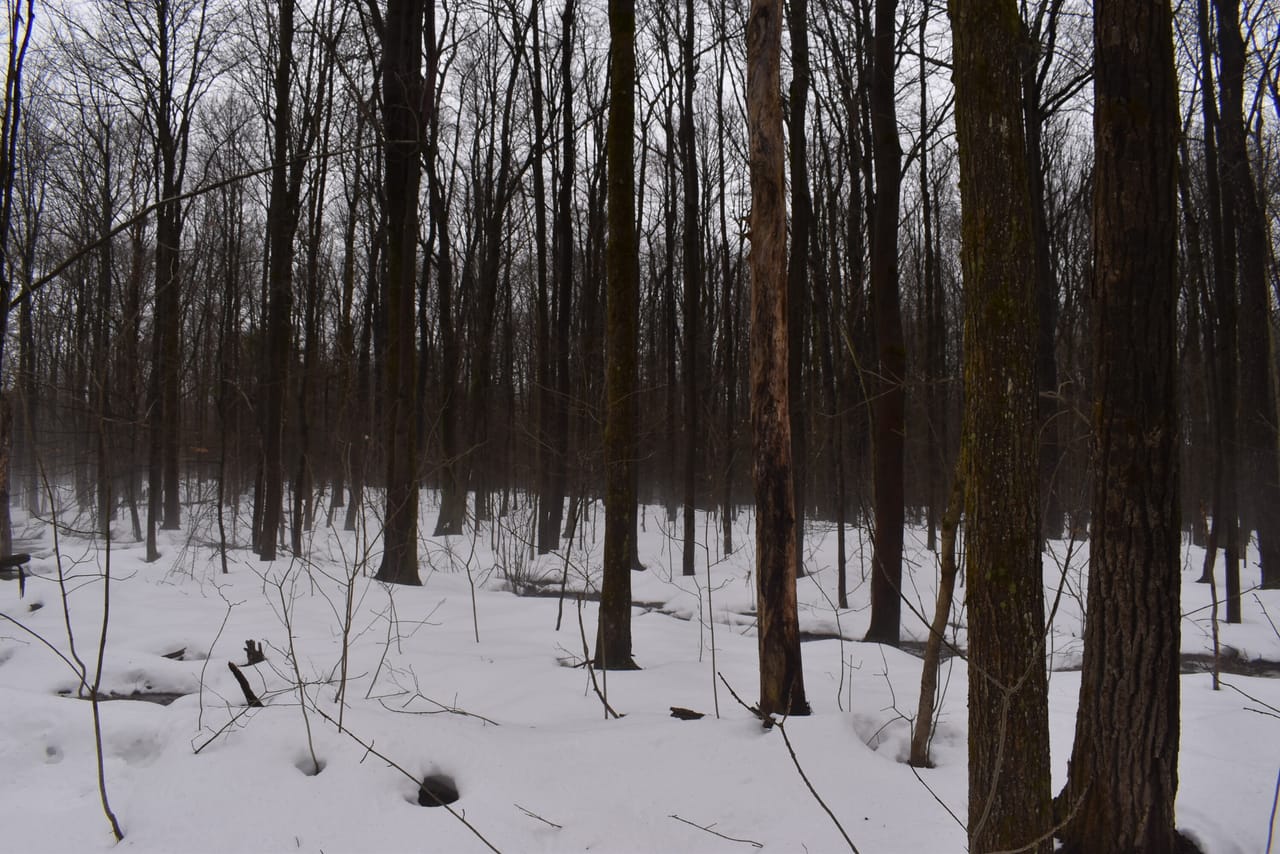 Harris Hill Lot 1