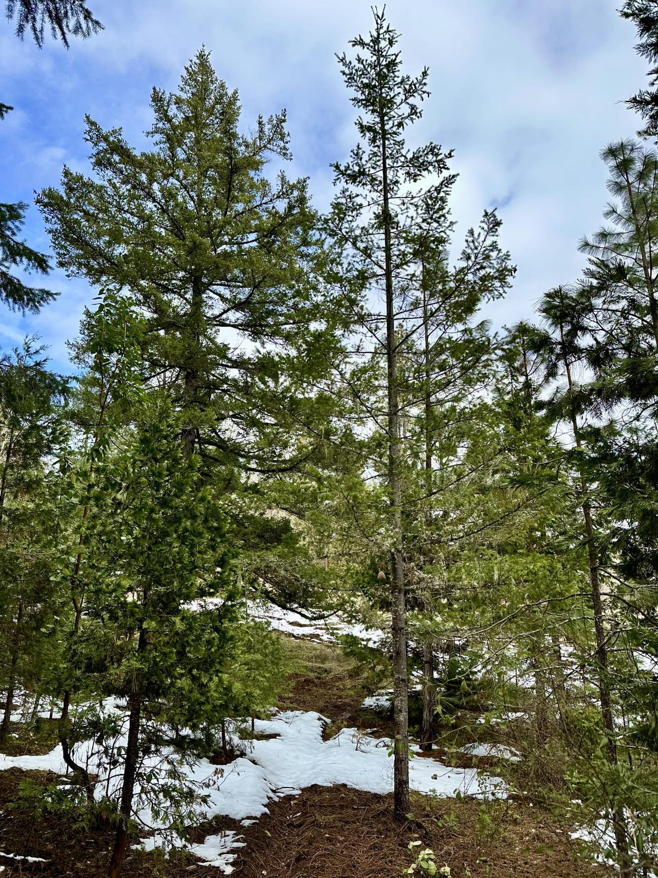 Listing Image 63