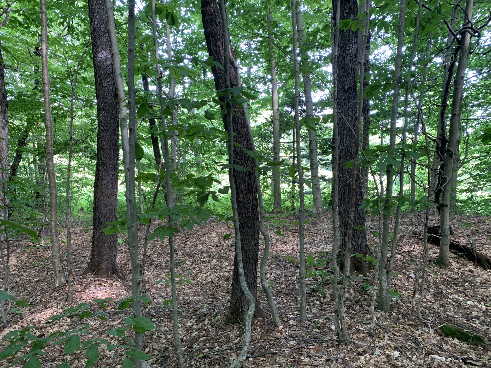 Lyman Brook Forest