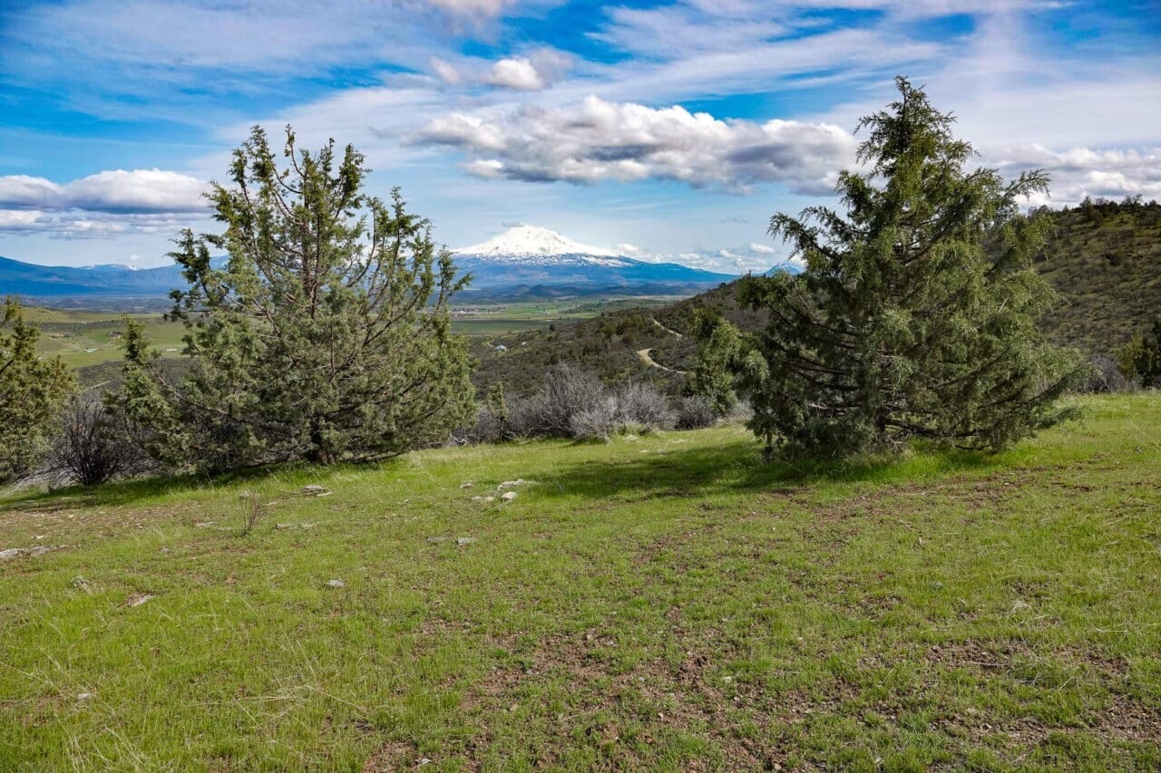 Shamrock Acres Estate