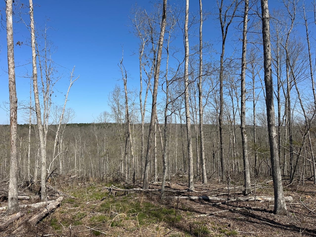 Land & Timber 31