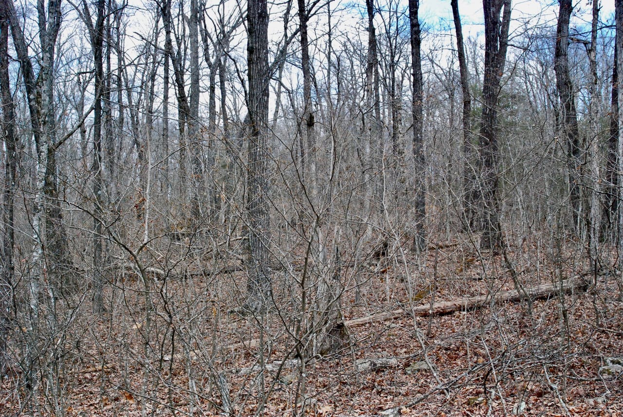 Listing Image 19