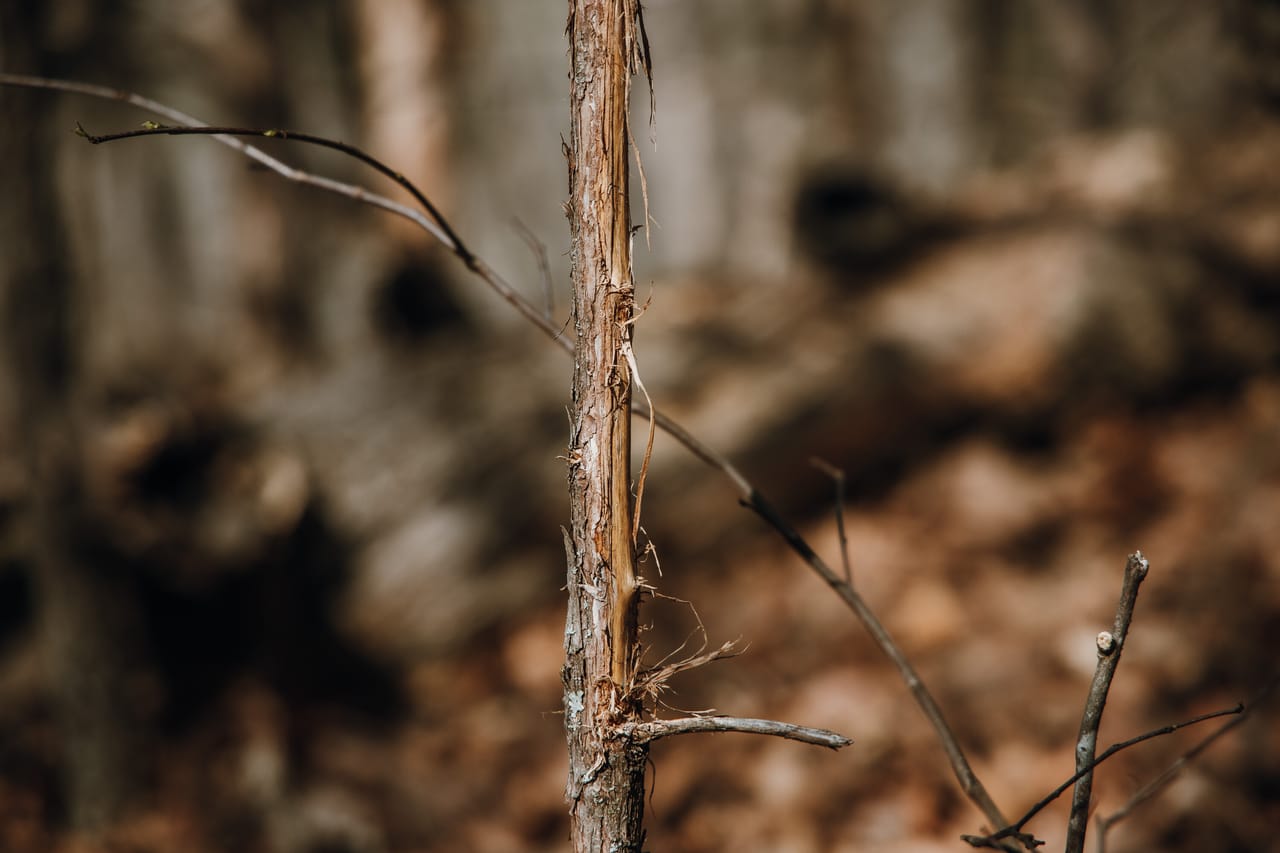 Turtle Glade Retreat