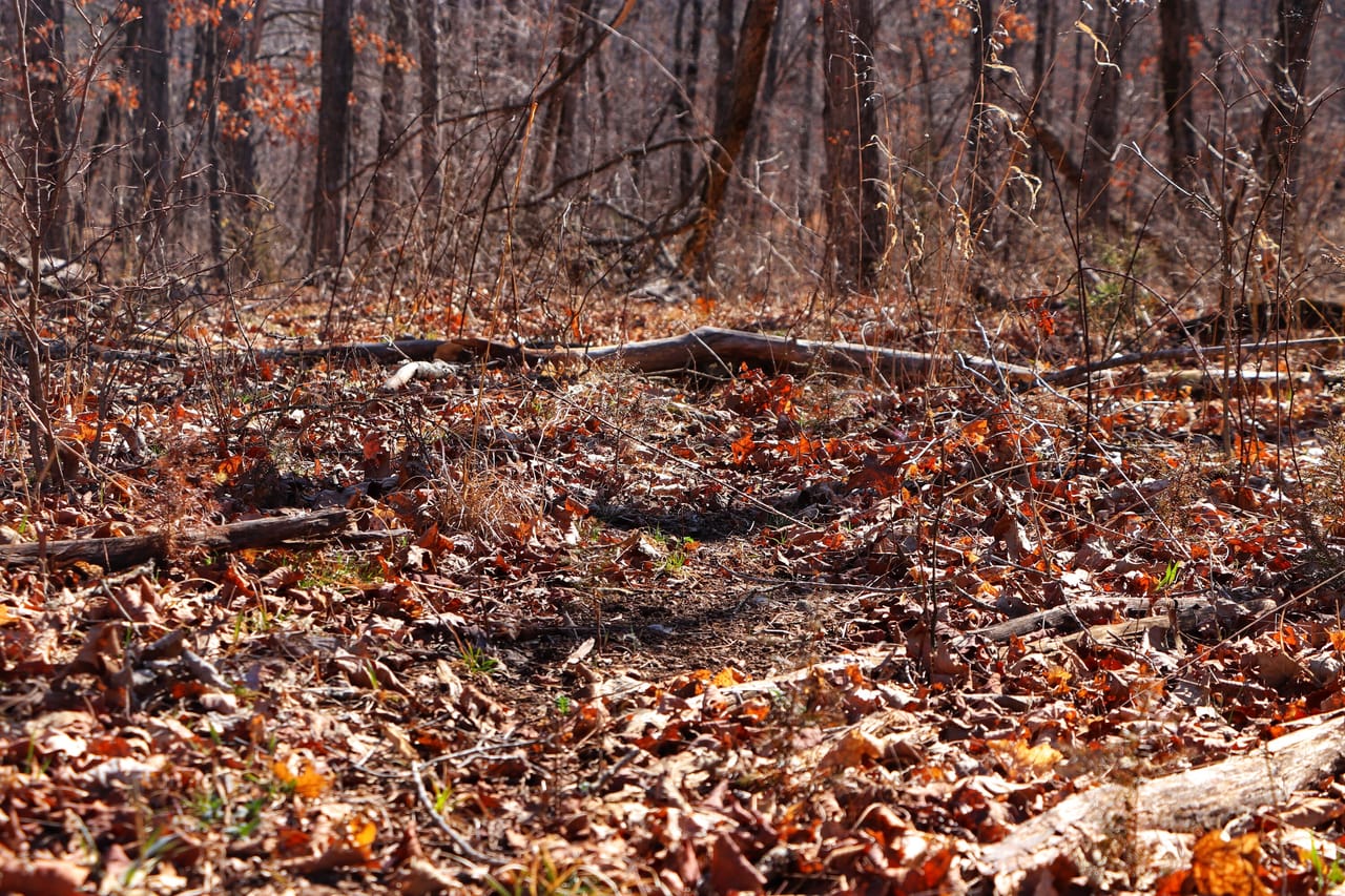 Turtle Glade Retreat