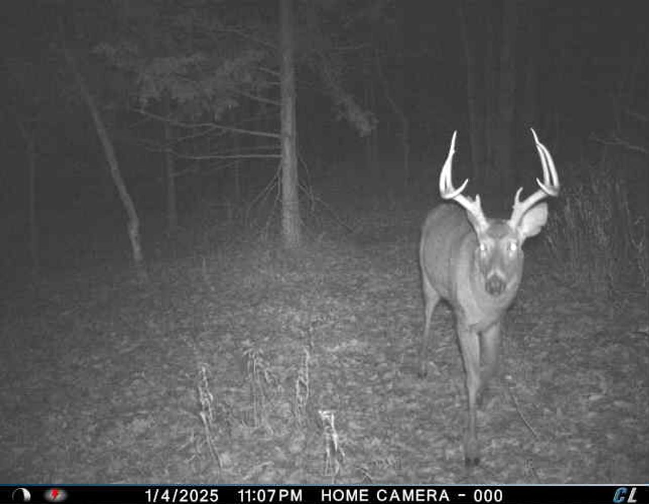 St. Francois Deer and Recreation tract 2