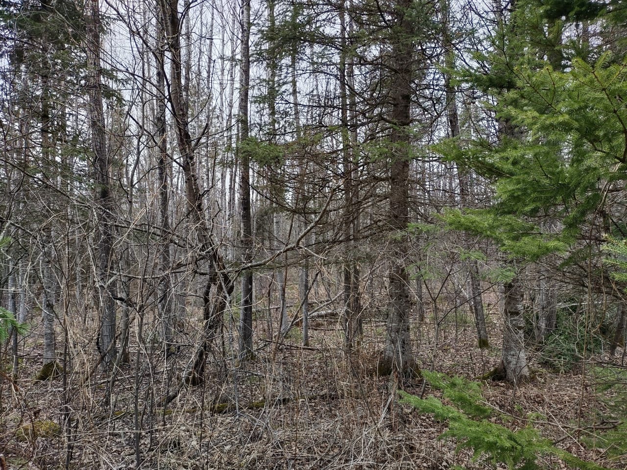 Michigan 40 +/- Parcel 50172299