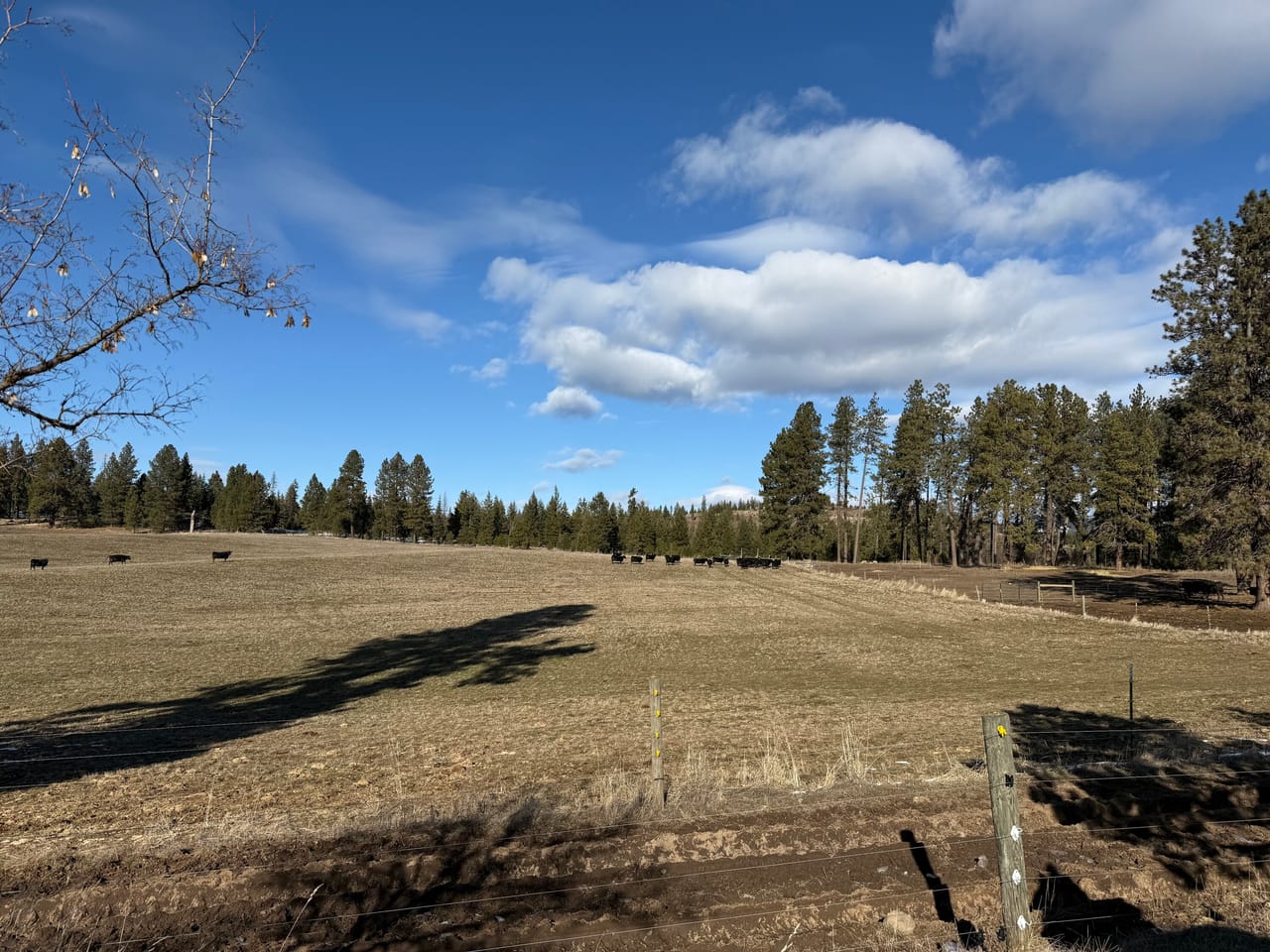 Cattle ranch/Hobby farm