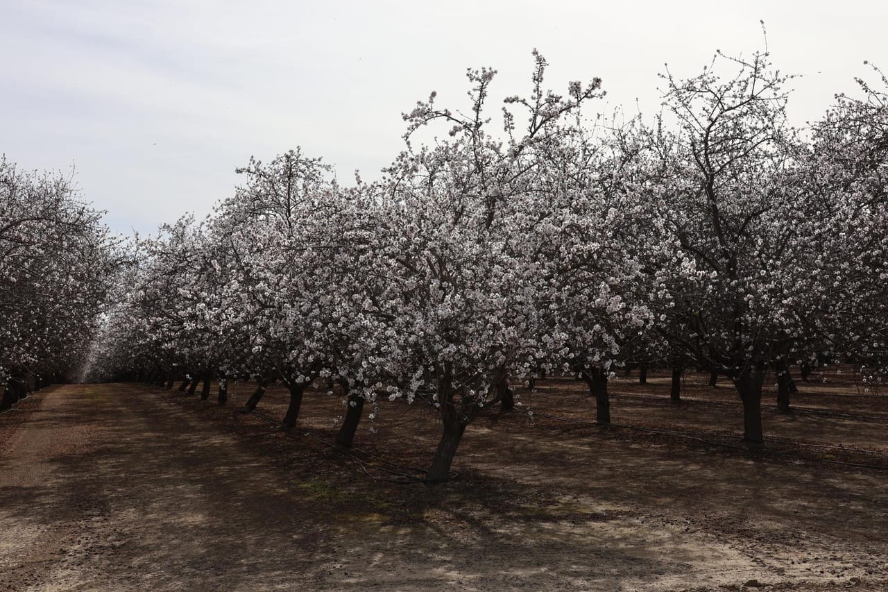 I-5 and Shields II Almonds and Open Ground